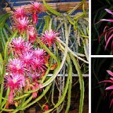 Hylocereus stenopterus JL 40-50cm L (aerial roots or rooted cuttings)